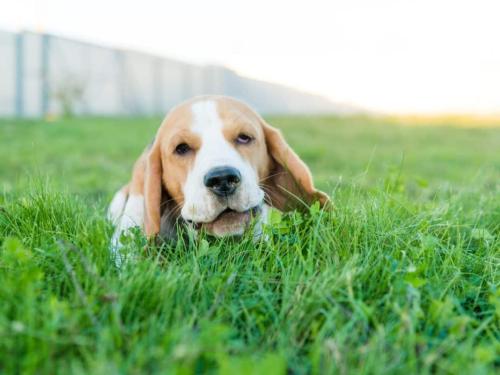 Atopic Dermatitis in Pets