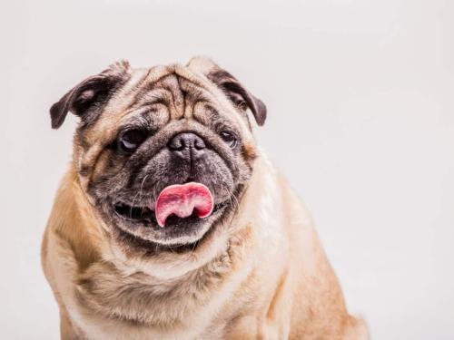 Brachycephalic Dogs: Characteristics, Care, and Attention for Your Pet's Well-being