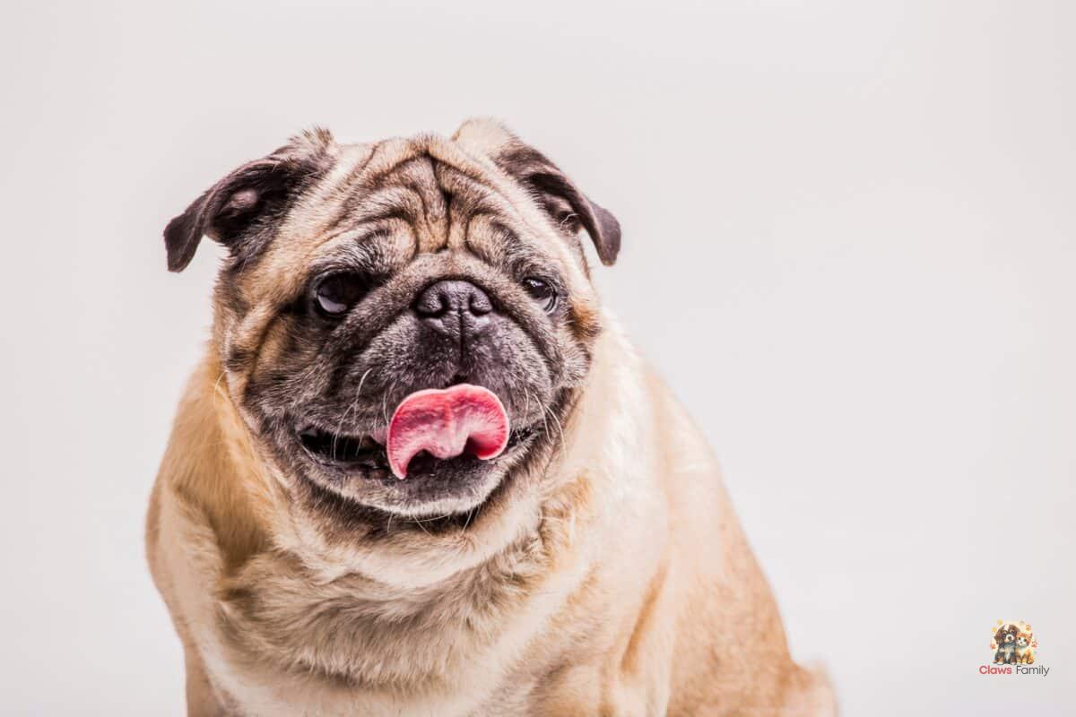 Brachycephalic Dogs: Characteristics, Care, and Attention for Your Pet's Well-being