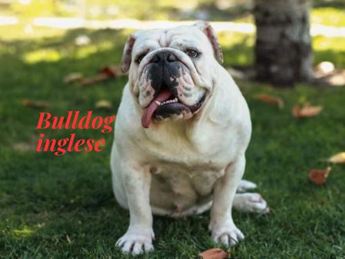 English Bulldog : a loyal and affectionate companion