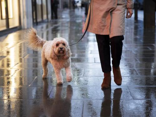 Can I take my dog out when it’s raining?