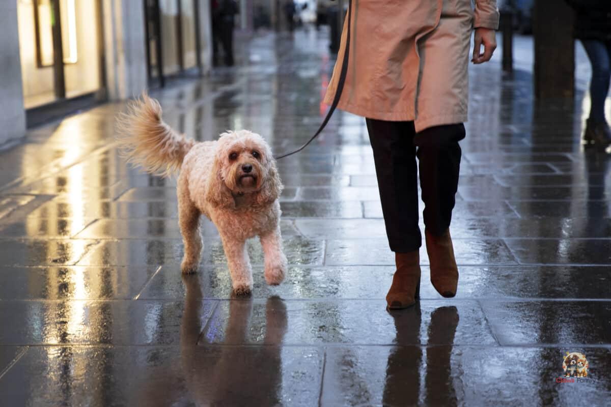 Can I take my dog out when it’s raining?