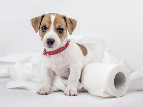 Causes and Effective Remedies for Soft Stool in Dogs