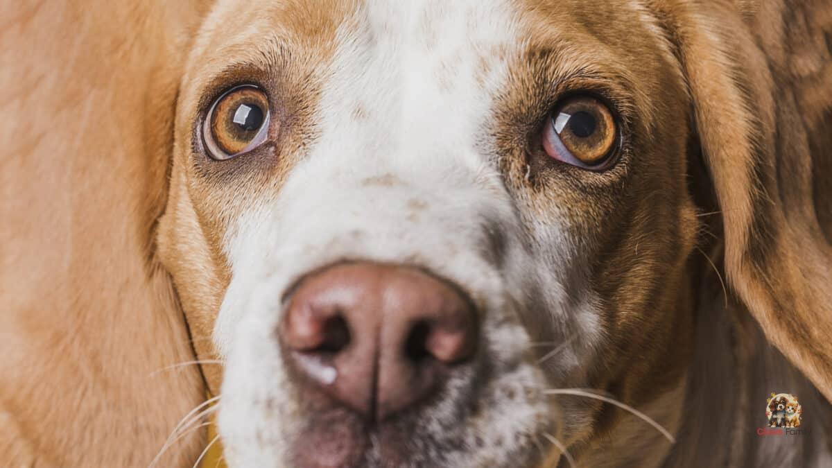 Do Dogs See in Black and White?