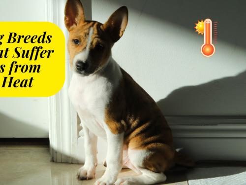 Dog Breeds That Suffer Less from the Heat