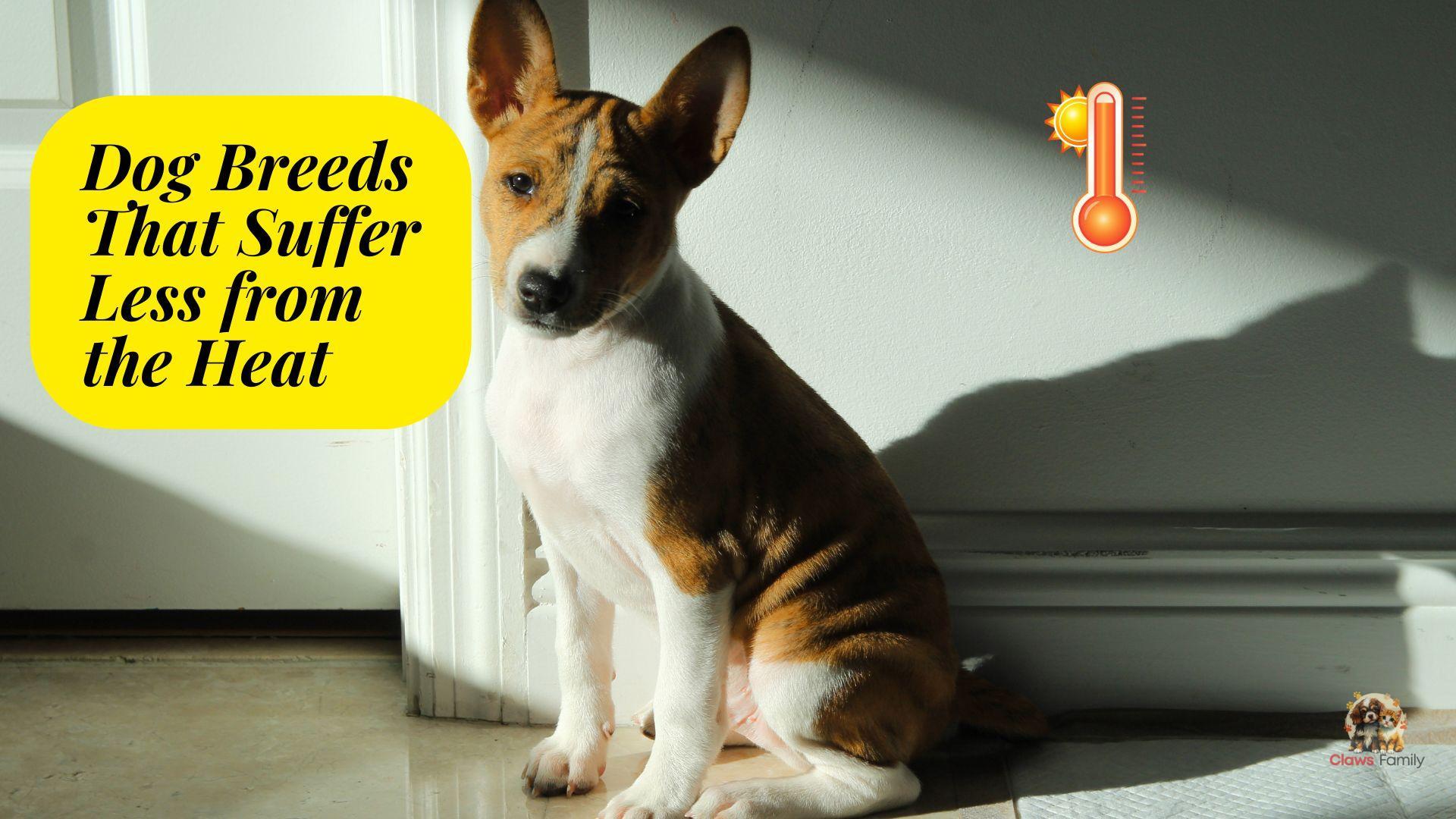 Dog Breeds That Suffer Less from the Heat