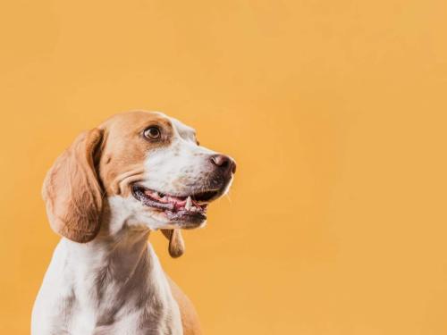 Dog Oral Hygiene: Tips for Your Four-Legged Friend's Dental Health