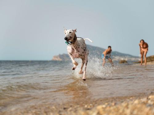 Taking Your Dog to the Beach: What You Need to Know