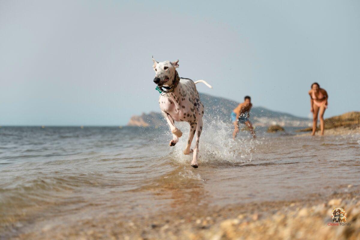 Taking Your Dog to the Beach: What You Need to Know