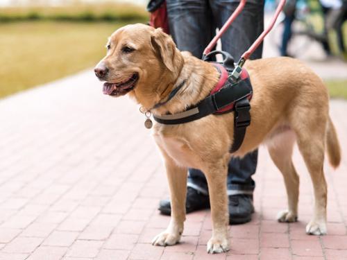 Guide Dogs: The Best Breeds for Accompanying the Visually Impaired