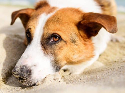 Heat Stroke in Dogs: Symptoms, Prevention, and Treatments