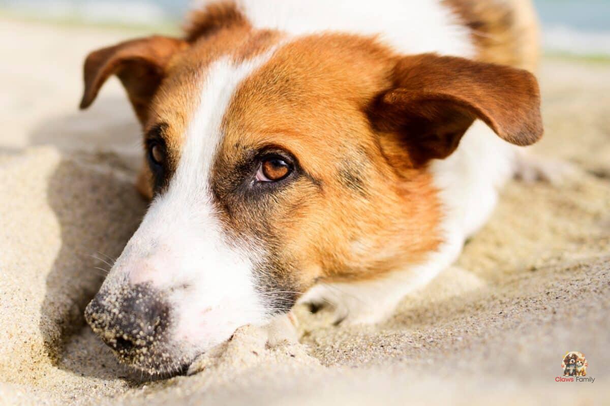 Heat Stroke in Dogs: Symptoms, Prevention, and Treatments