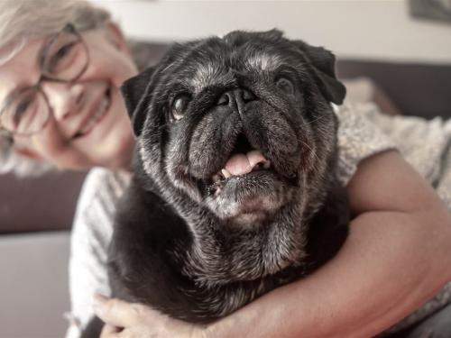 How to Ensure a Peaceful Life for Senior Dogs