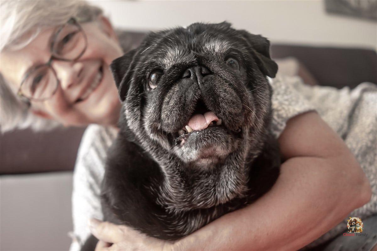 How to Ensure a Peaceful Life for Senior Dogs