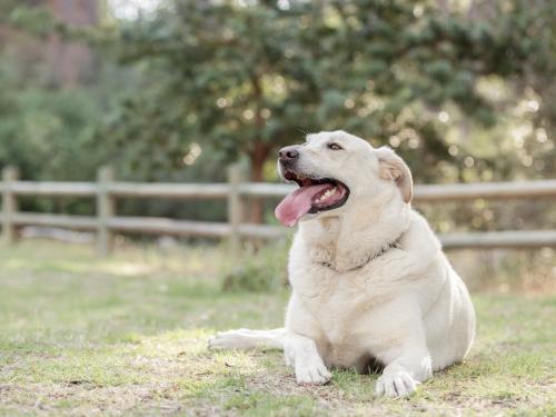 How to Manage Overweight and Obesity in Dogs and Cats?