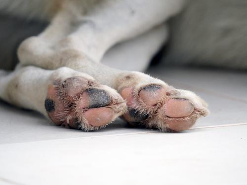 How to prevent and treat paw burns in dogs?