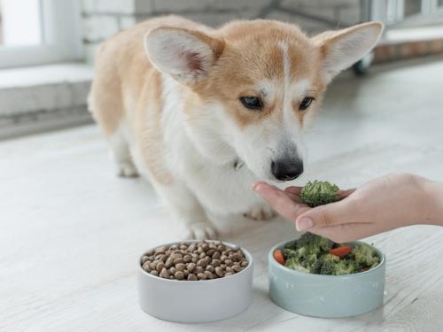 How to recognize and treat food allergies in dogs