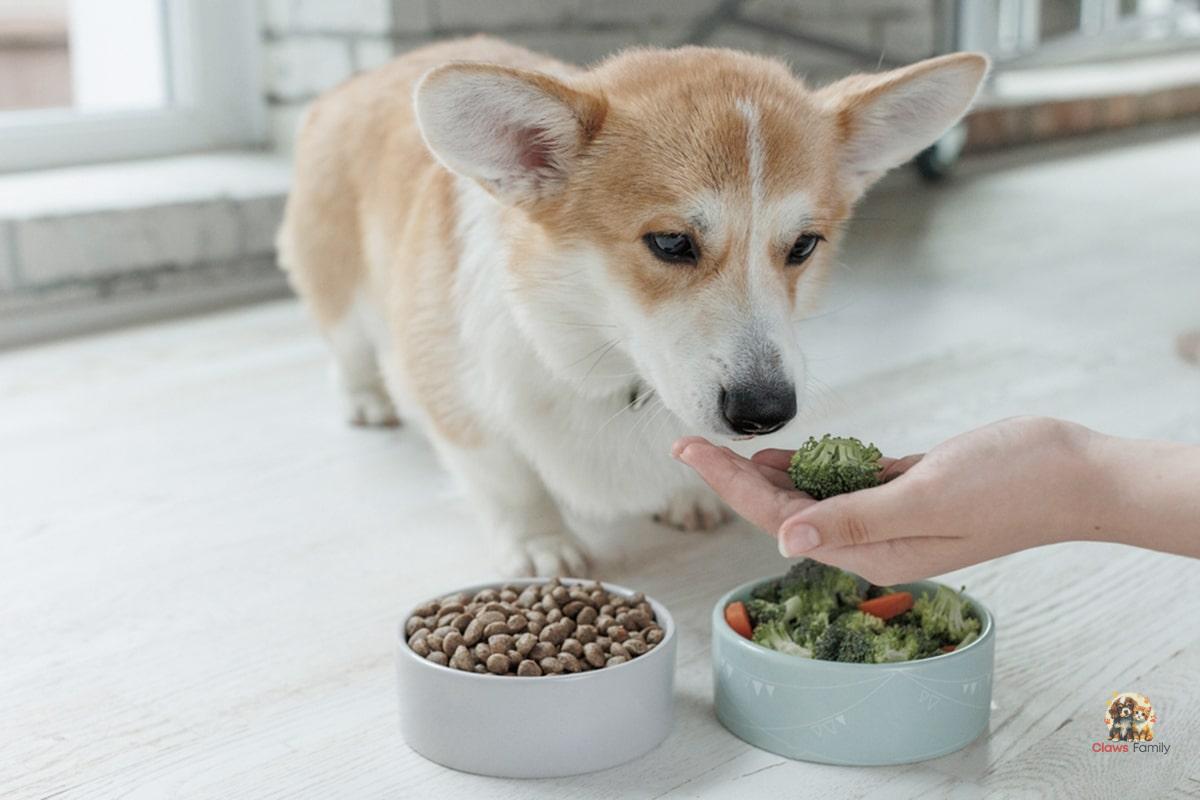 How to recognize and treat food allergies in dogs