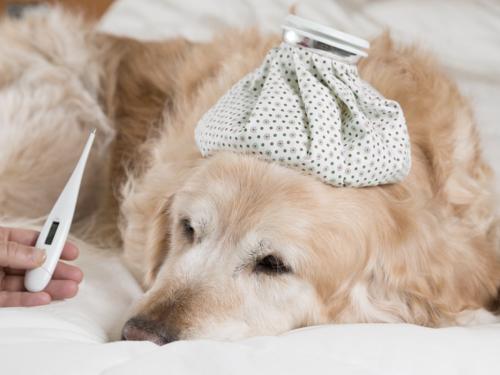 How to Tell if a Dog Has a Fever: Symptoms, Causes, and Remedies