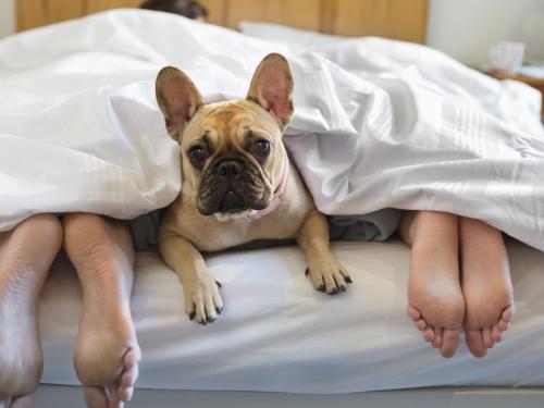 Is Sleeping with Your Dog or Cat Dangerous for Your Health?