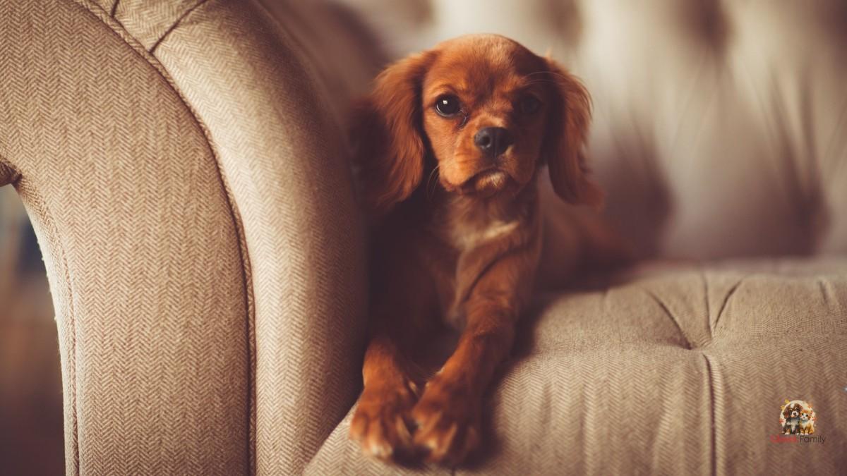 Leaving the TV on for Your Dog: Is It Good? What to Do When You’re Not Around