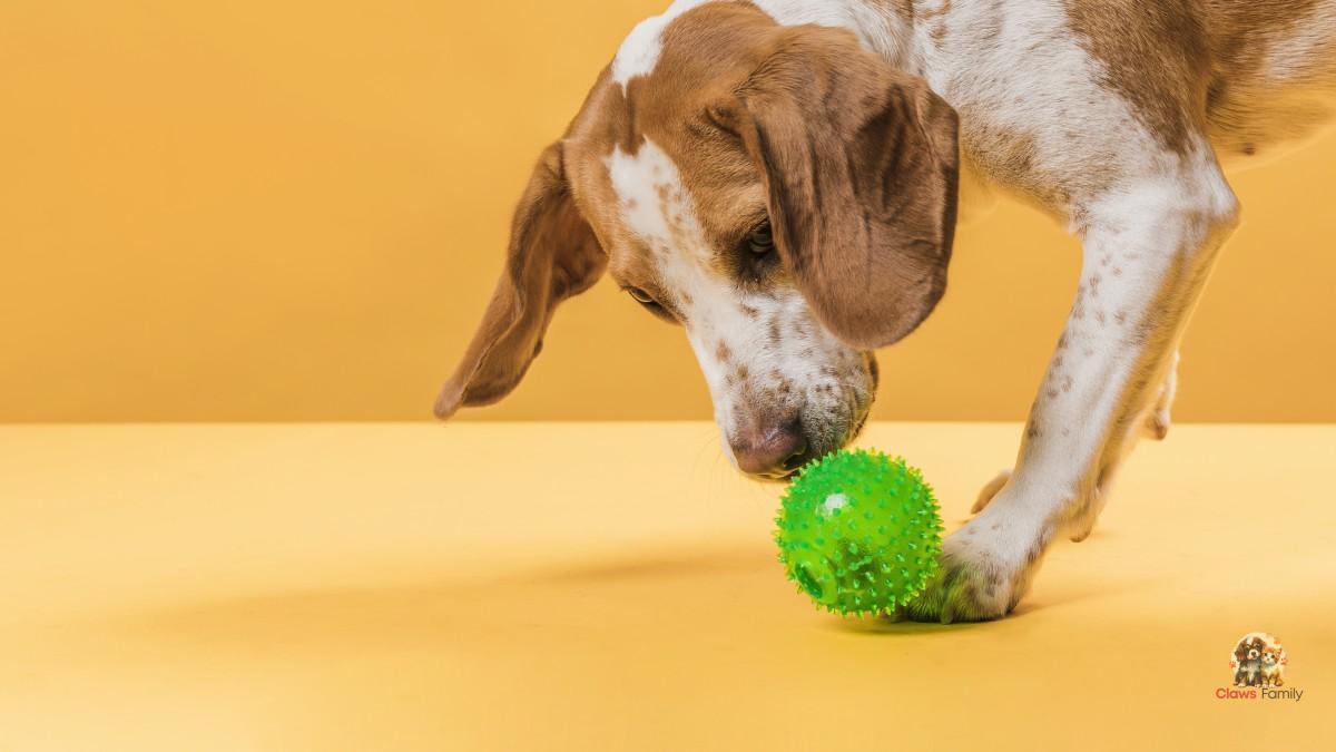 Leaving the TV on for Your Dog Is It Good What to Do When You’re Not Around3