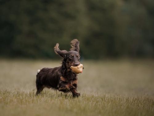 Longer-lived dogs: which breeds are least likely to get sick