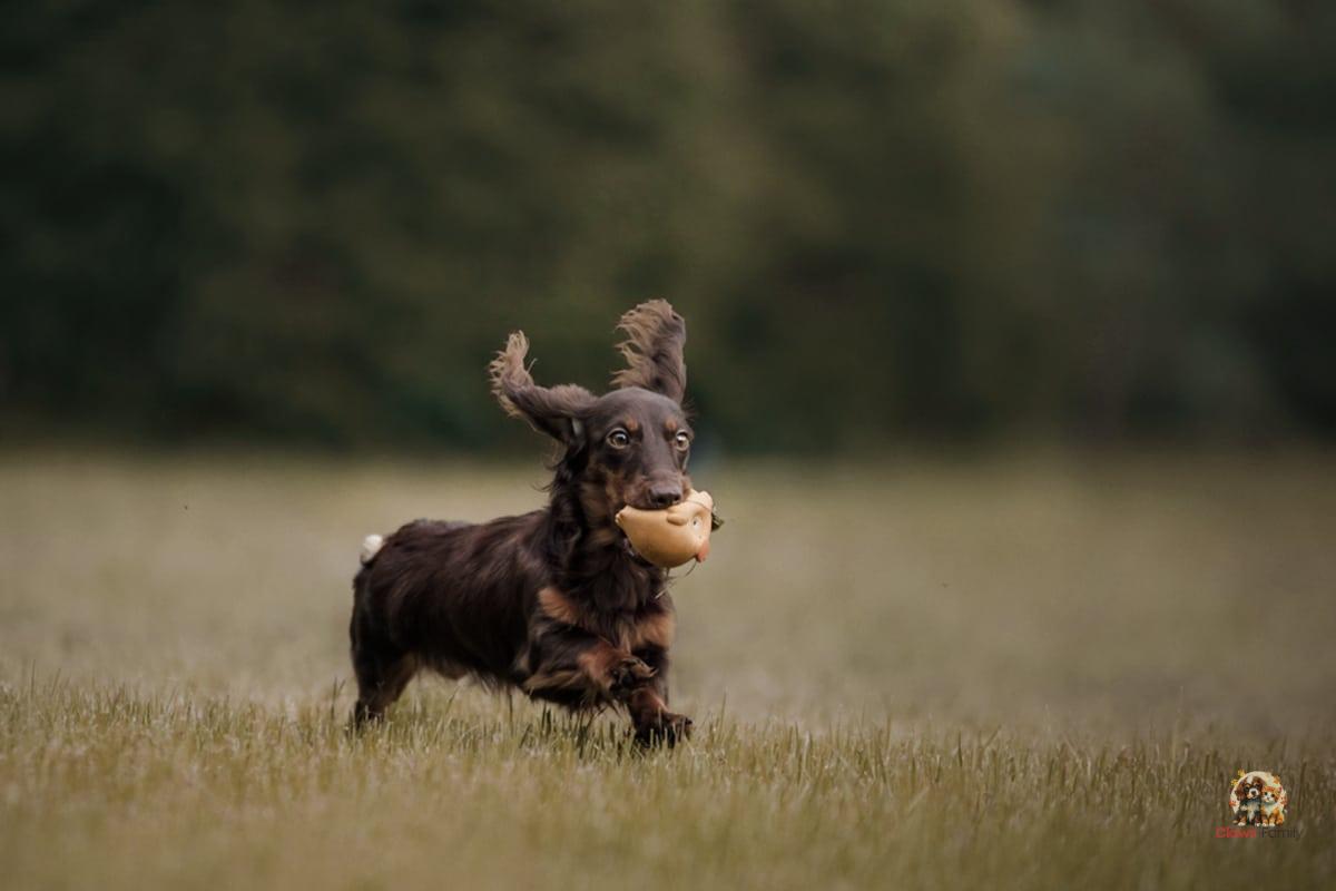 Longer-lived dogs: which breeds are least likely to get sick