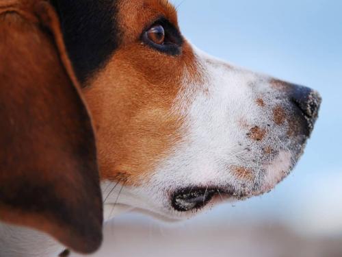 Malassezia in Dogs: How to Recognize and Treat Skin Infections