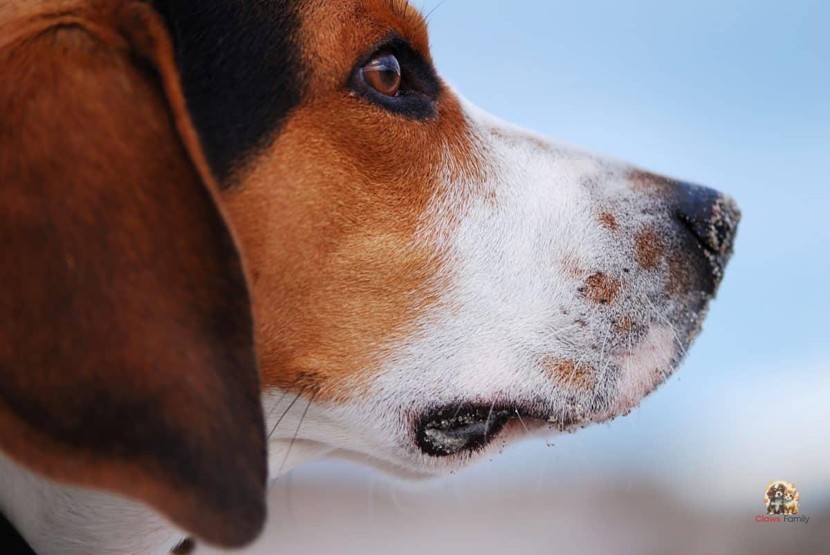 Malassezia in Dogs: How to Recognize and Treat Skin Infections