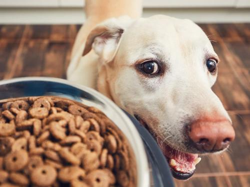 Modulating the Canine Microbiota through Diet