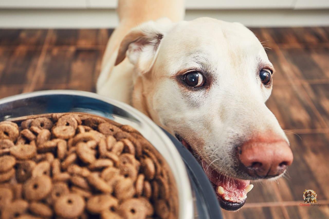 Modulating the Canine Microbiota through Diet