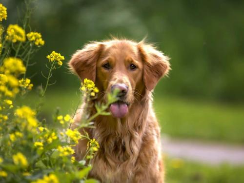 The Dog's Shedding in Spring: How to Manage Your Pet's Coat Change