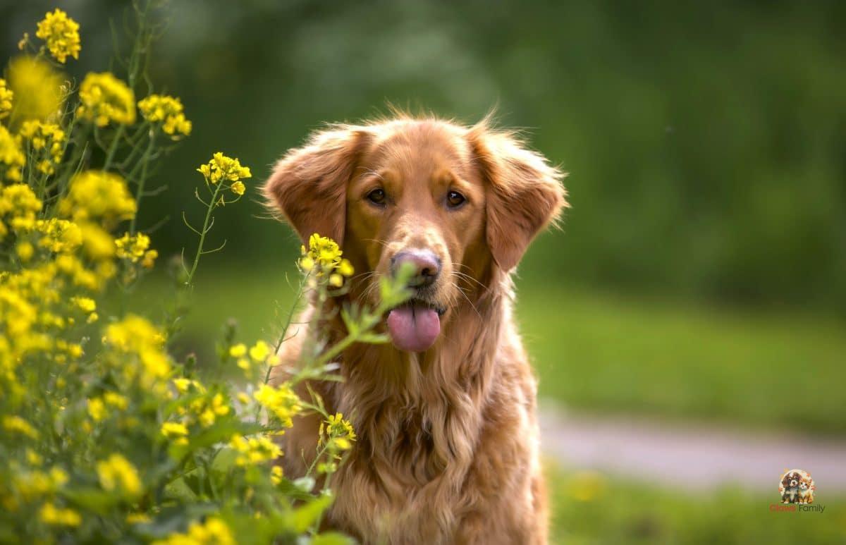 The Dog's Shedding in Spring: How to Manage Your Pet's Coat Change