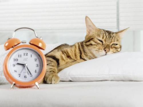 Time Change: The Consequences for Dogs and Cats