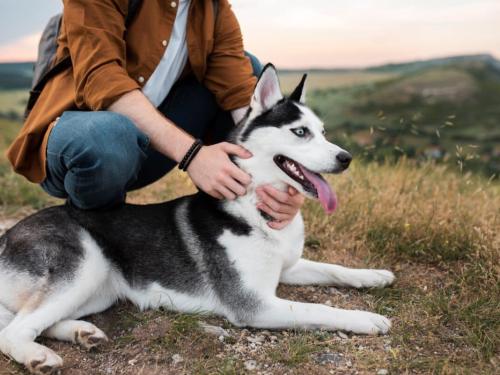 Safe Hiking: Tips for Taking Your Dog to the Mountains