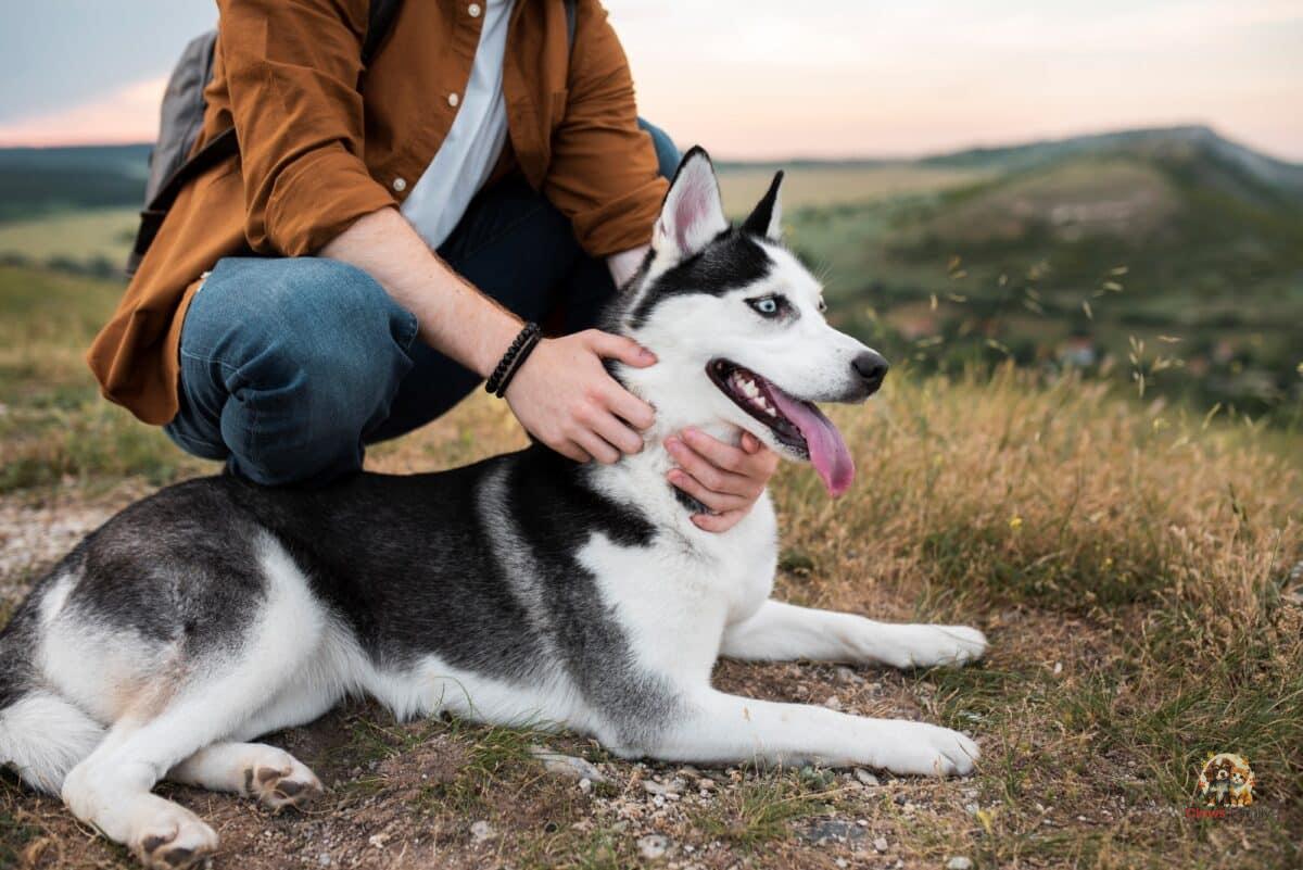 Safe Hiking: Tips for Taking Your Dog to the Mountains