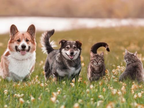 What are the risks of spring for dogs and cats?