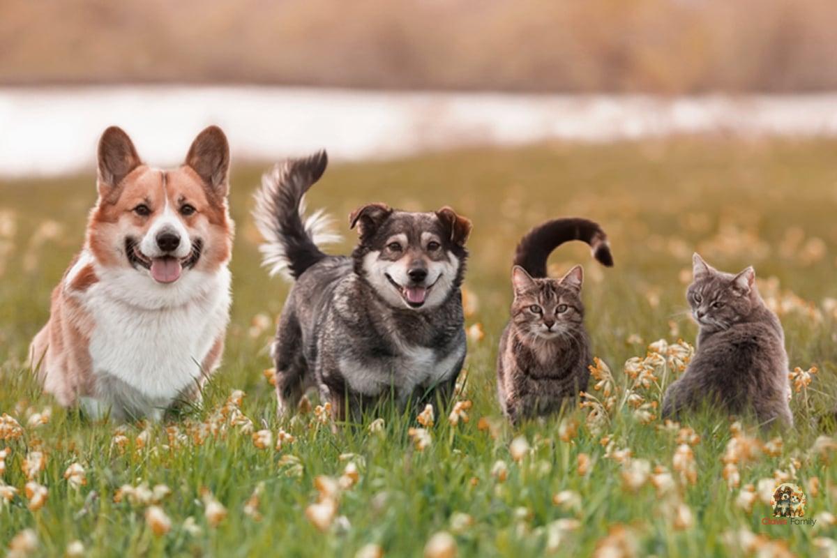 What are the risks of spring for dogs and cats?