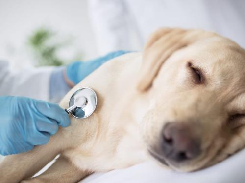 What are the symptoms, prevention, and treatment of heartworm in dogs?