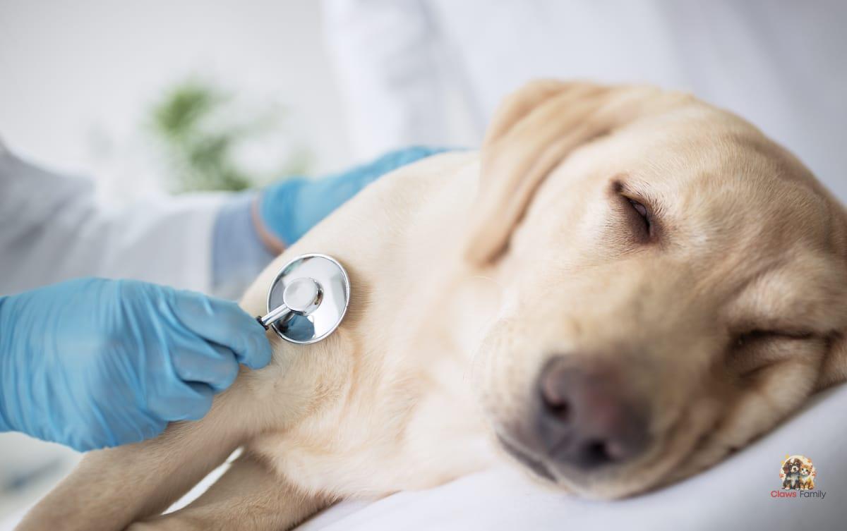 What are the symptoms, prevention, and treatment of heartworm in dogs?