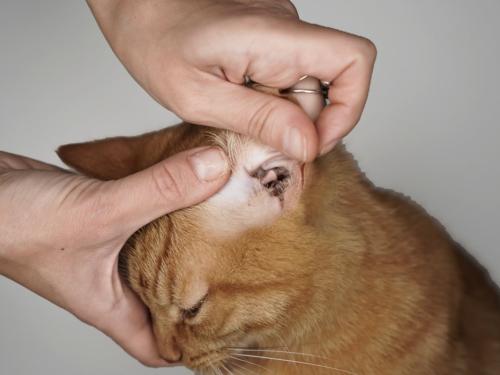 What is dermatophytosis in dogs and cats? What are the causes and treatments?