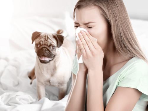 Which dogs are ideal for people with allergies? The most recommended breeds