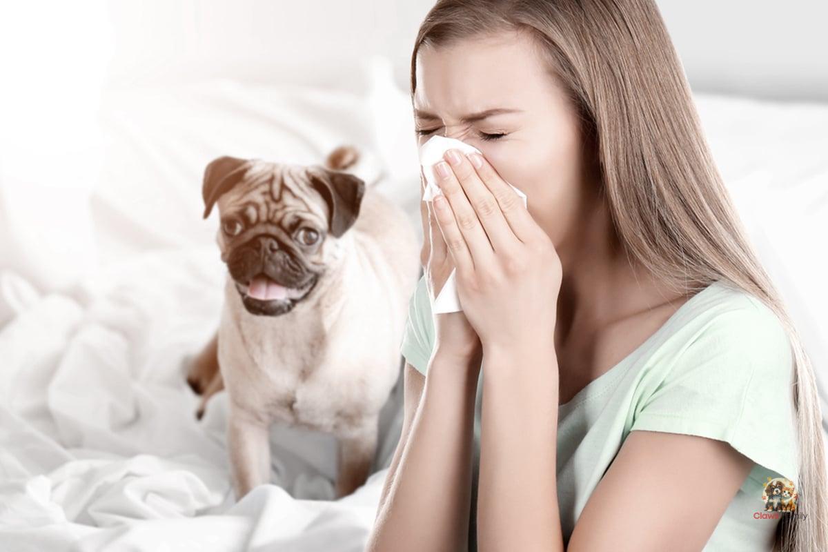 Which dogs are ideal for people with allergies? The most recommended breeds