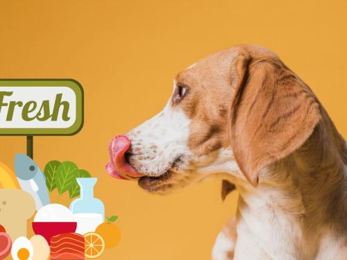 Why it's important to feed your dog fresh foods